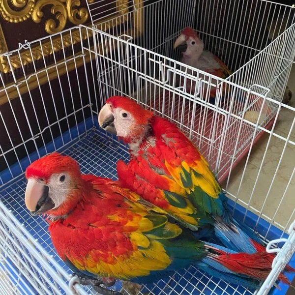 Baby Scarlet Macaw parrot for sale