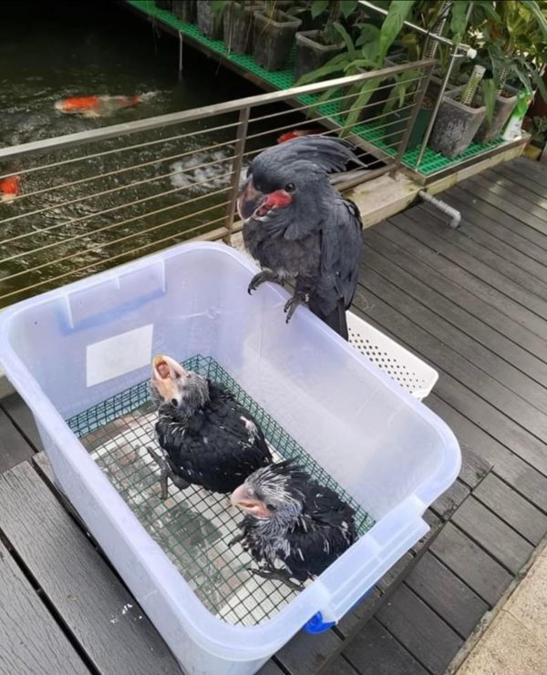 Baby Black palm cockatoo parrot for sale