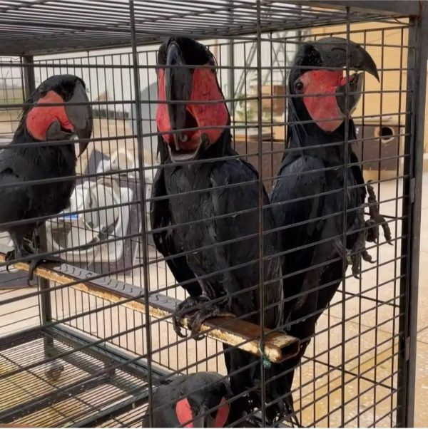 Young Black Palm cockatoo parrot for sale