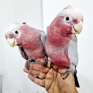 hand-reared-baby-galah-cockatoo