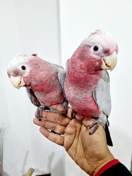 hand-reared-baby-galah-cockatoo