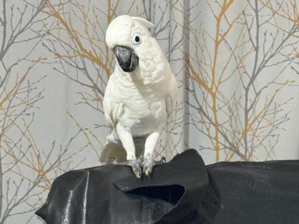 Young Umbrella cockatoo parrot for sale - Image 2