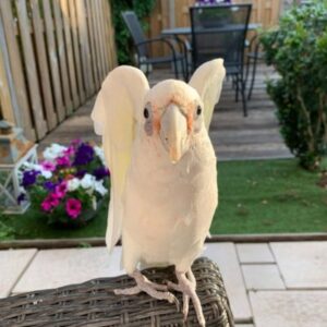 Bare Eyed Cockatoo for sale