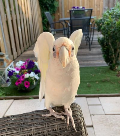 Bare Eyed Cockatoo for sale