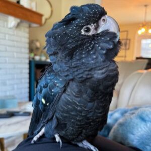 Black red tailed cockatoo for sale