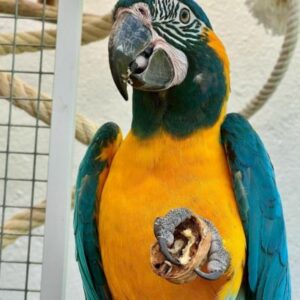 Blue-throated Macaw for sale