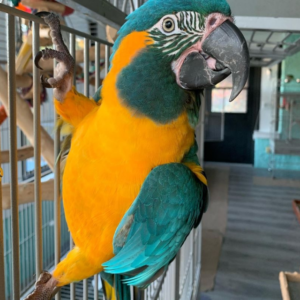 Blue and Gold Macaw for sale