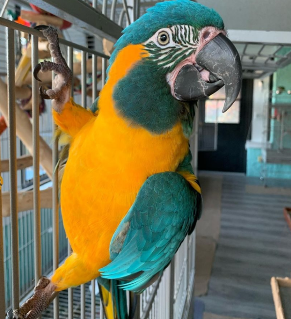 Blue and Gold Macaw for sale