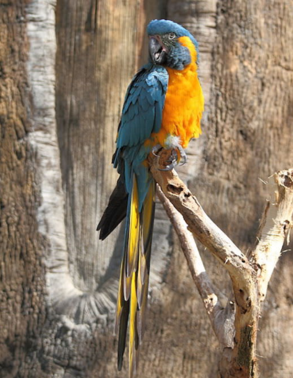 Blue and gold macaw for sale - Image 3