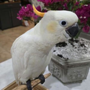 Citron crested cockatoo for sale