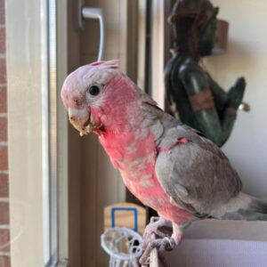 Galah cockatoo for sale