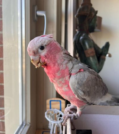 Galah cockatoo for sale