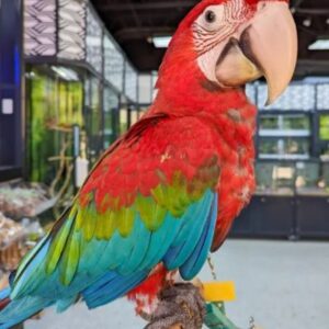 Great Green Macaw for sale