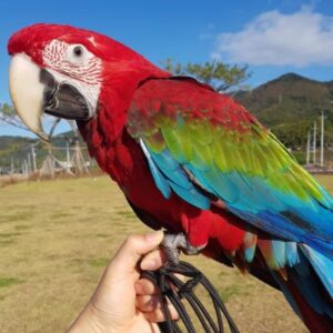 Green wing macaw for sale