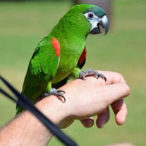 Hahn's macaw for sale