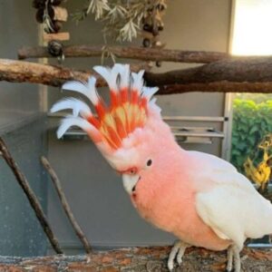 pink Cockatoo for sale