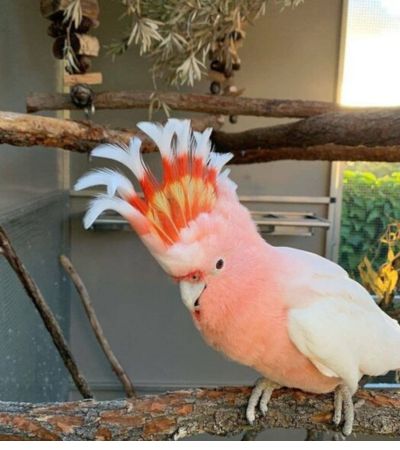 pink Cockatoo for sale