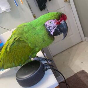 Military Macaw for sale