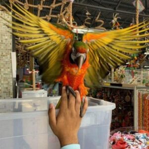 Red-fronted macaw for sale