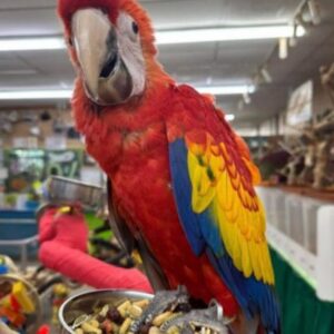 Hand-Reared Scarlet Macaw for Sale