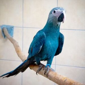spix's macaw for sale
