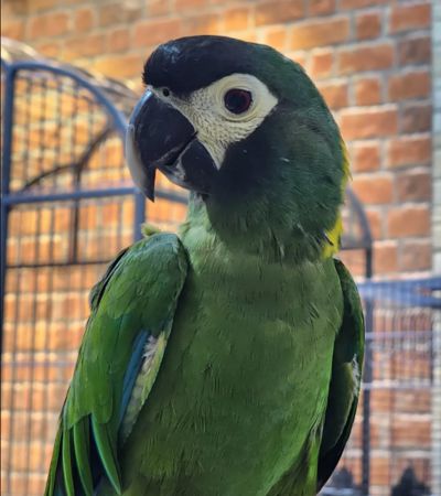 Yellow-collared Macaw fpr sale