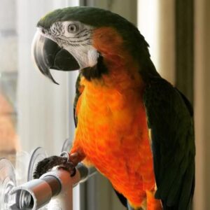 Catalina macaw for sale