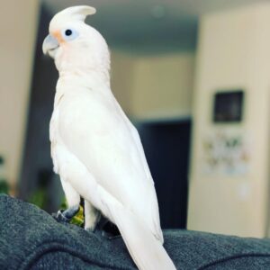 Goffin cockatoo for sale