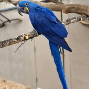 Hyacinth macaw for sale
