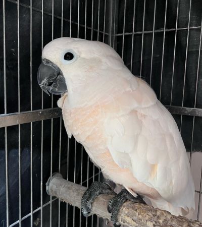 moluccan cockatoo for sale