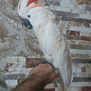 Salmon crested cockatoo for sale