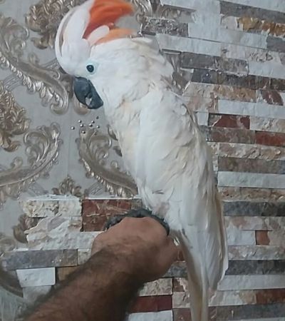 Salmon crested cockatoo for sale