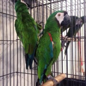 Stunning Severe Macaw for sale