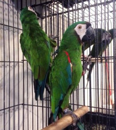Stunning Severe Macaw for sale