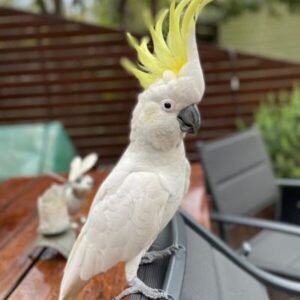 sulfur cockatoo for sale
