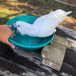 Umbrella cockatoo birds for sale