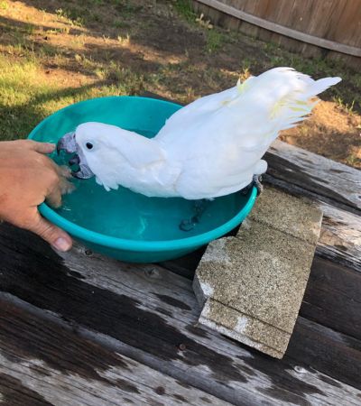 Umbrella cockatoo birds for sale