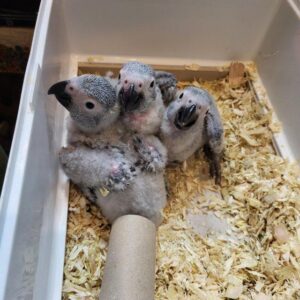 Baby african greys for sale