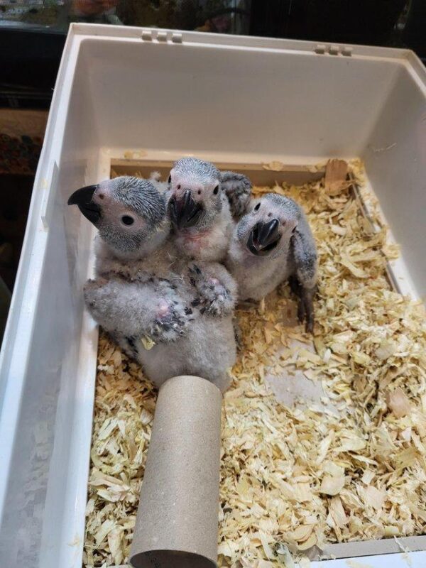 Baby african greys for sale