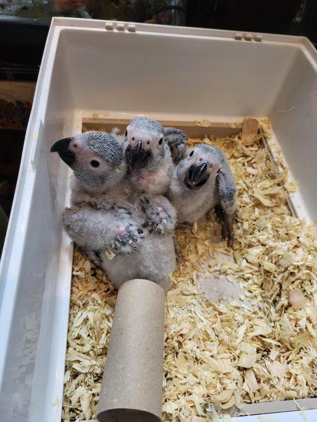 Baby african greys for sale