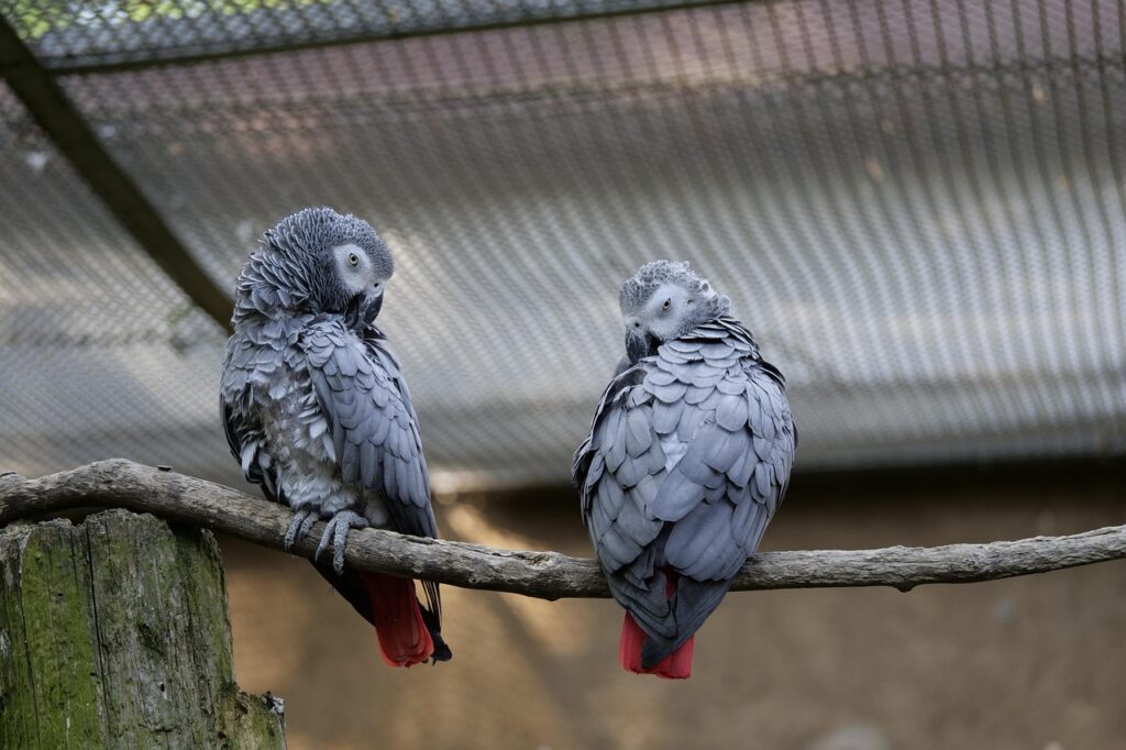 pair of Young African Grey Parrots