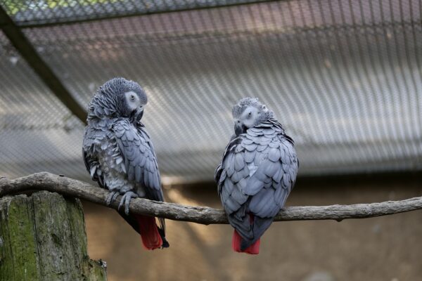 pair of Young African Grey Parrots