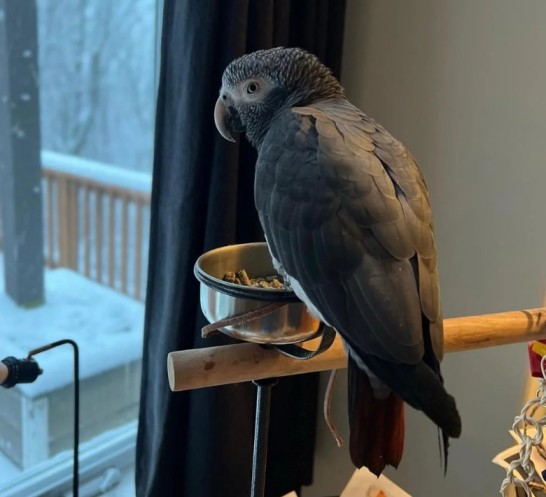 Timneh African Grey parrot for sale